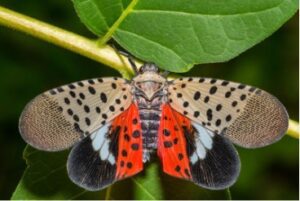 close up image of spotted lanternfly with its wings spread